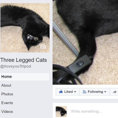 Social media management and content development for nonprofit animal rescue.